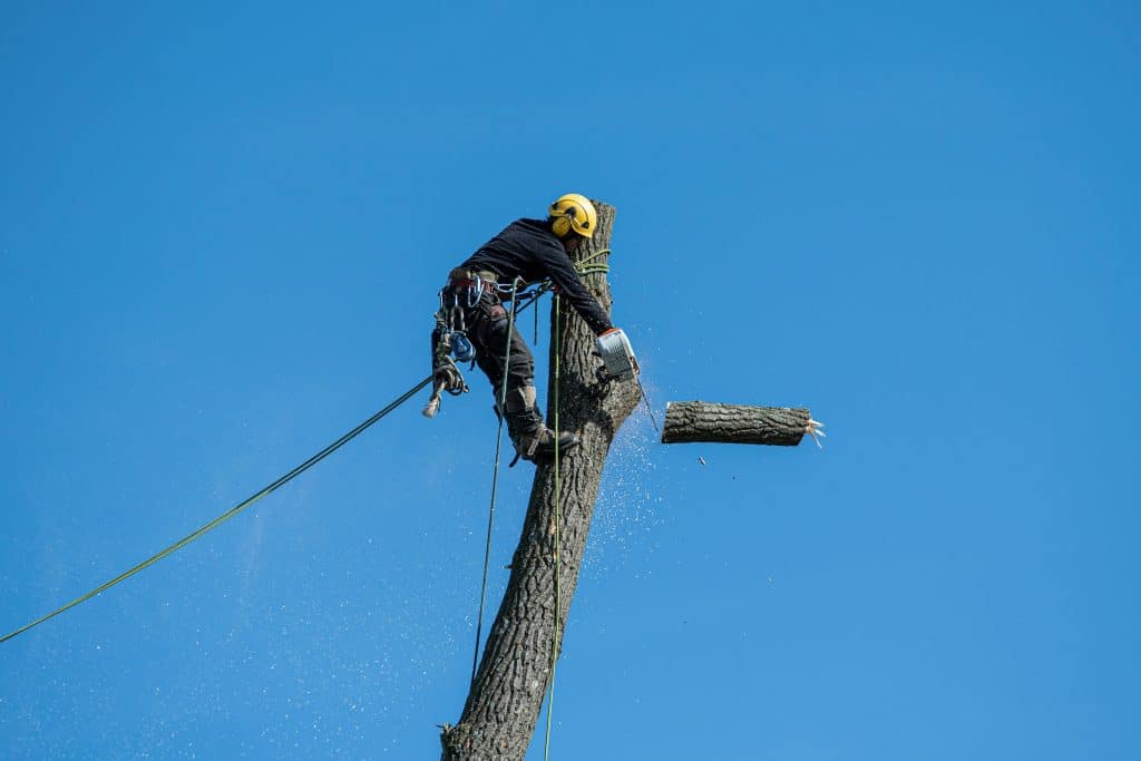 Hiring a Qualified Arborist? A Checklist for Your Peace of Mind