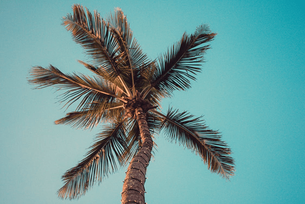 Palm Cleaning for the Festive Season