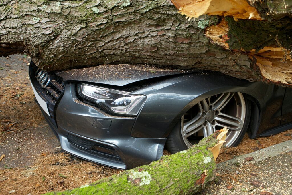 Signs That Your Tree Is Unsafe Before Cyclone Season