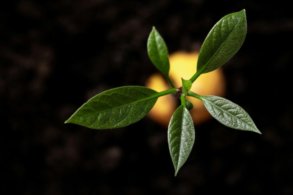 Plant A Tree For Brisbane