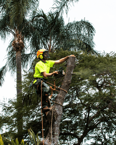 Palm Cleaning and Removal 1